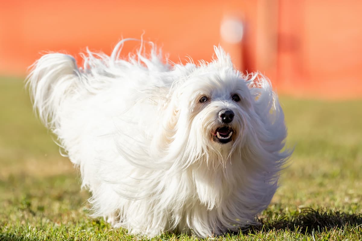 Coton de Tulear