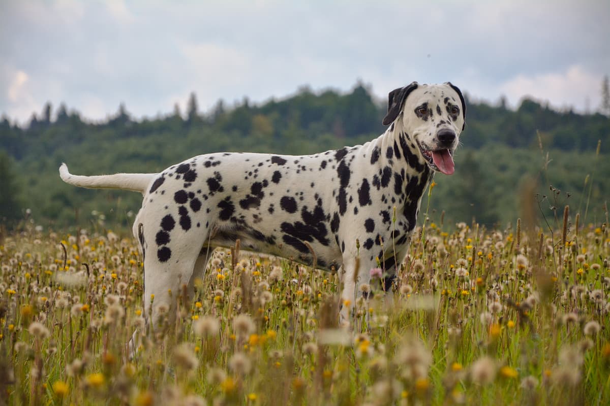 Dalmatian playing