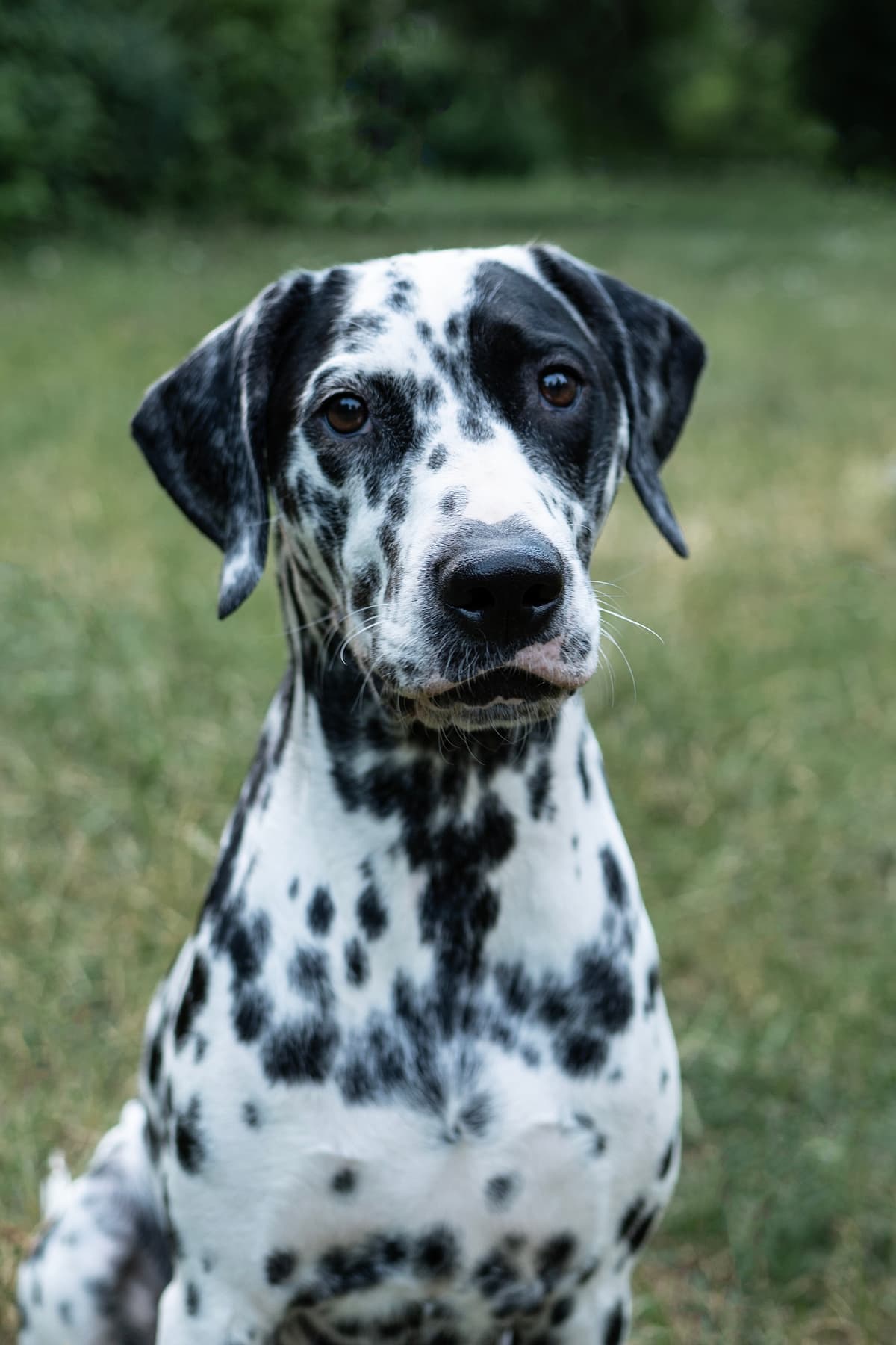 Dalmatian with family