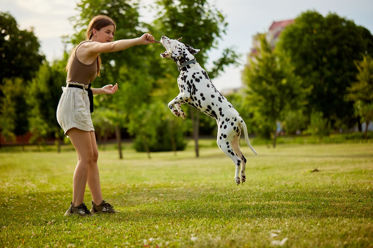 Dalmatian