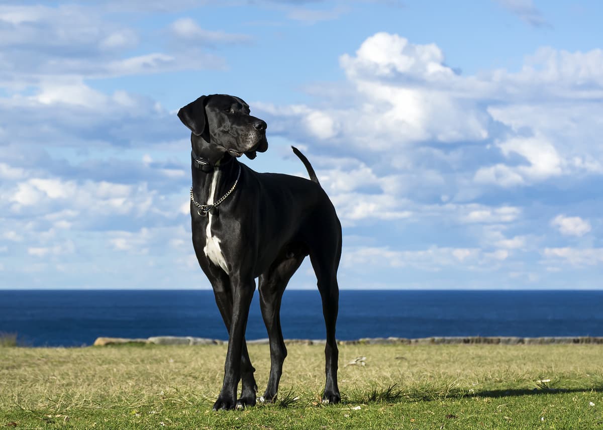 Deense Dog playing