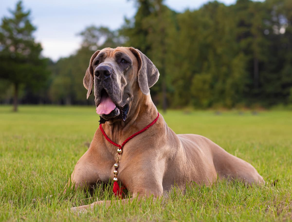 Deense Dog with family