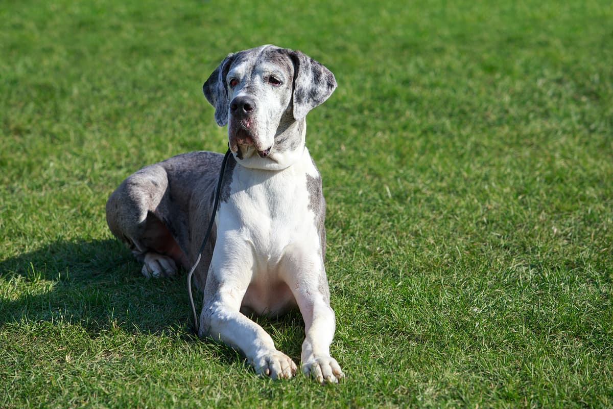Deense Dog