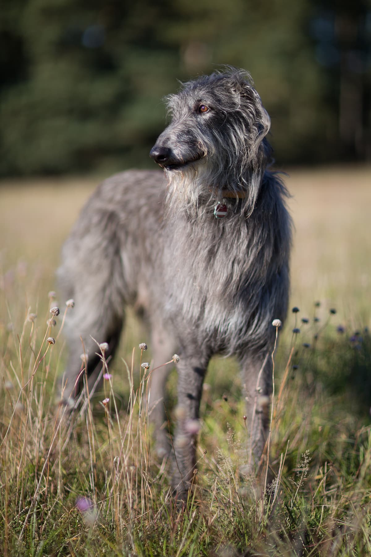 Scottish Deerhound