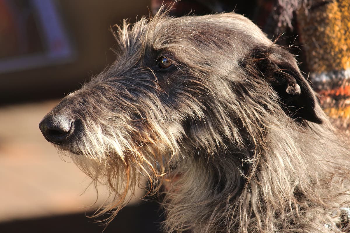 Scottish Deerhound playing