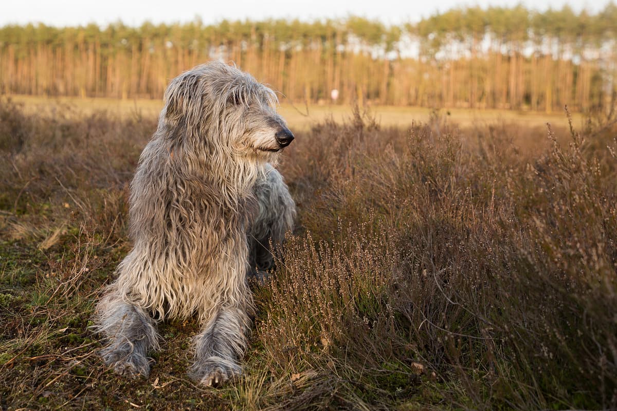 Scottish Deerhound with family