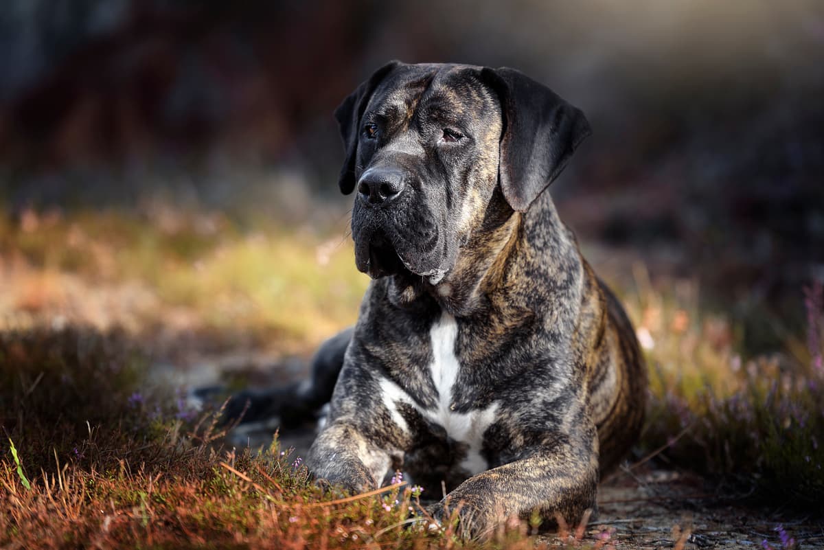 Dogo Canario