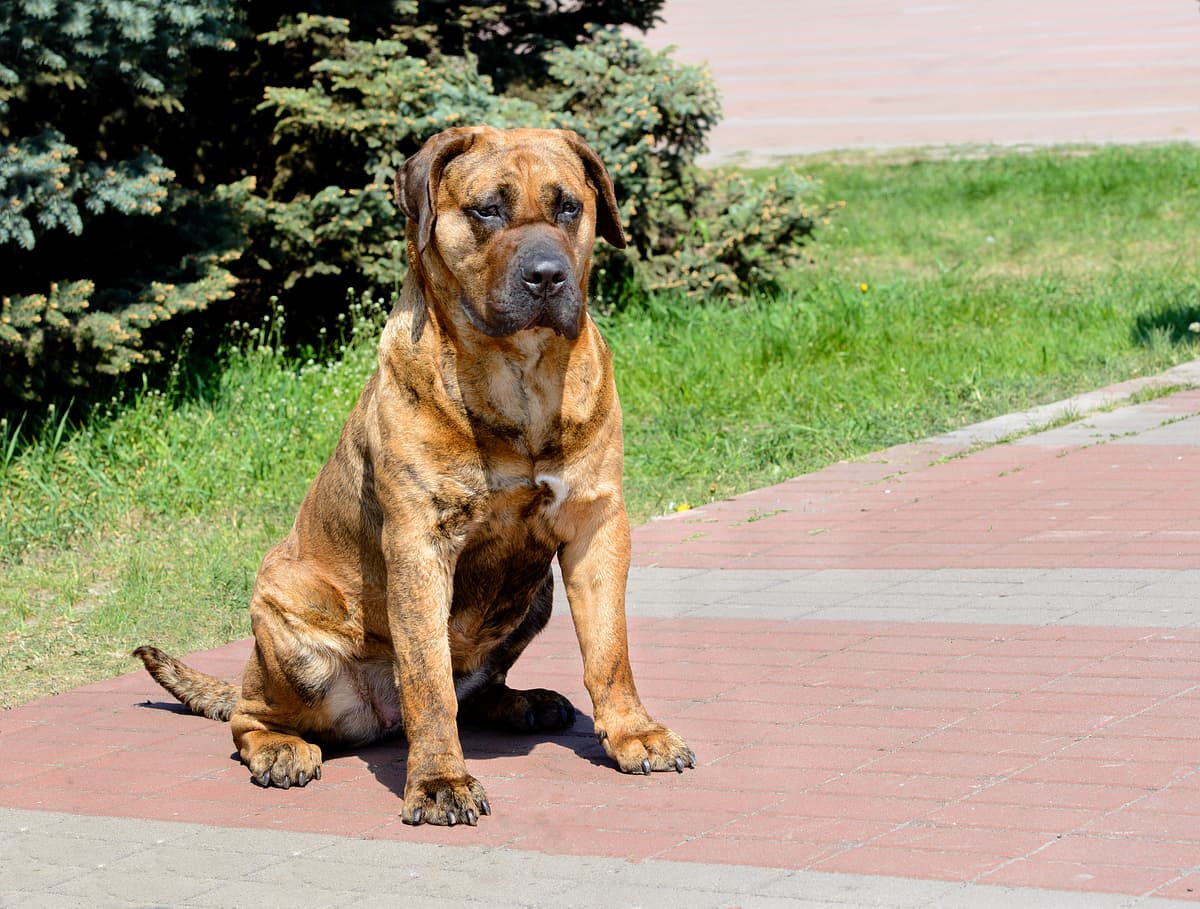 Dogo Canario playing