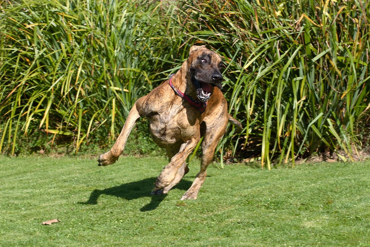 Duitse Dog