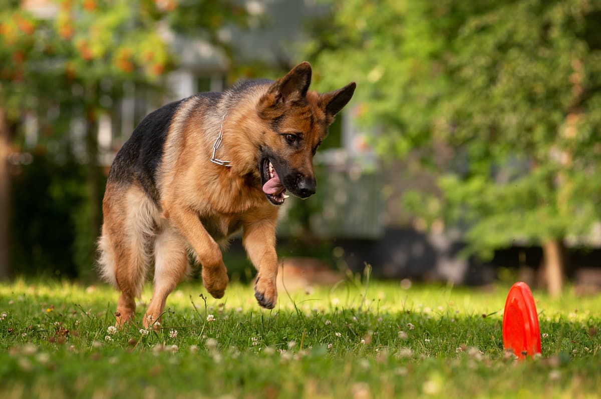 Duitse Herder playing