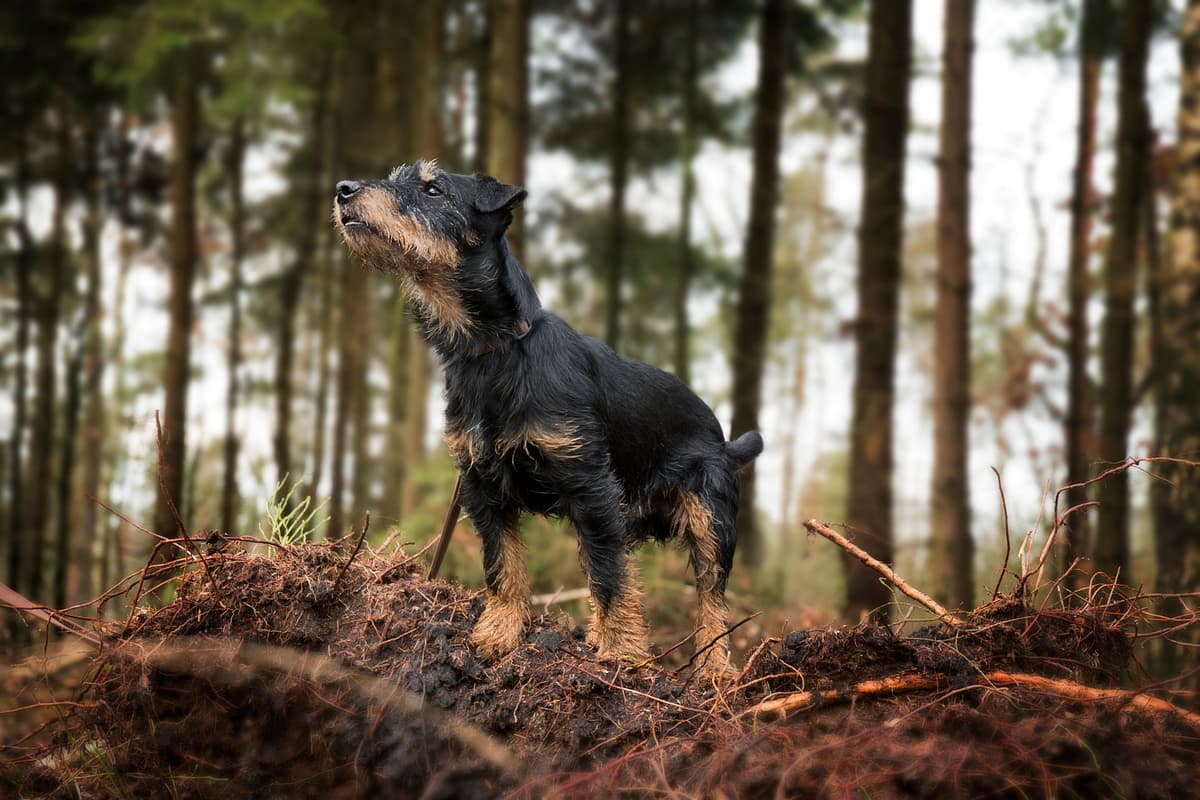 Duitse Jachtterrier playing