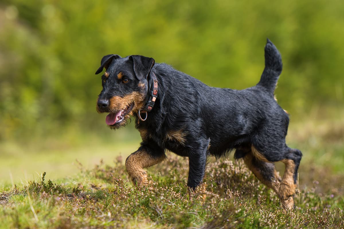 Duitse Jachtterrier with family