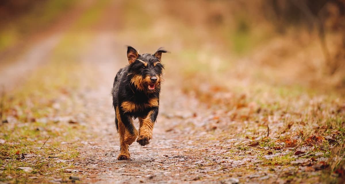 Duitse Jachtterrier