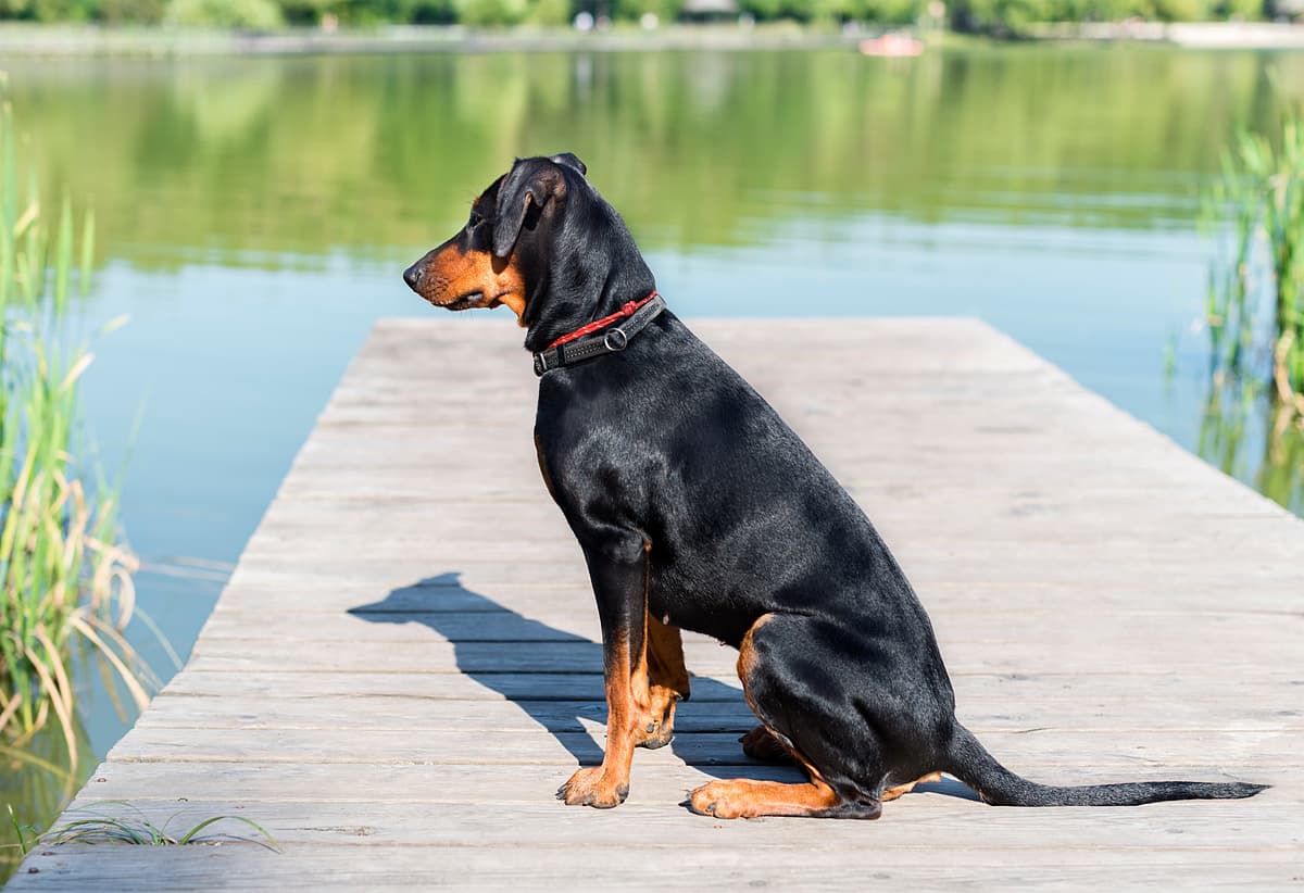 German Pinscher