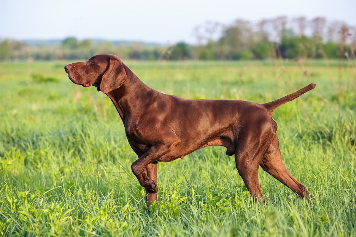 German Pointing Dog