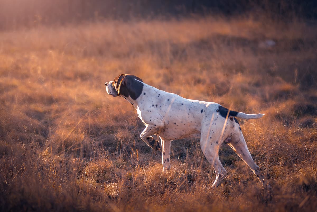 German Pointing Dog playing