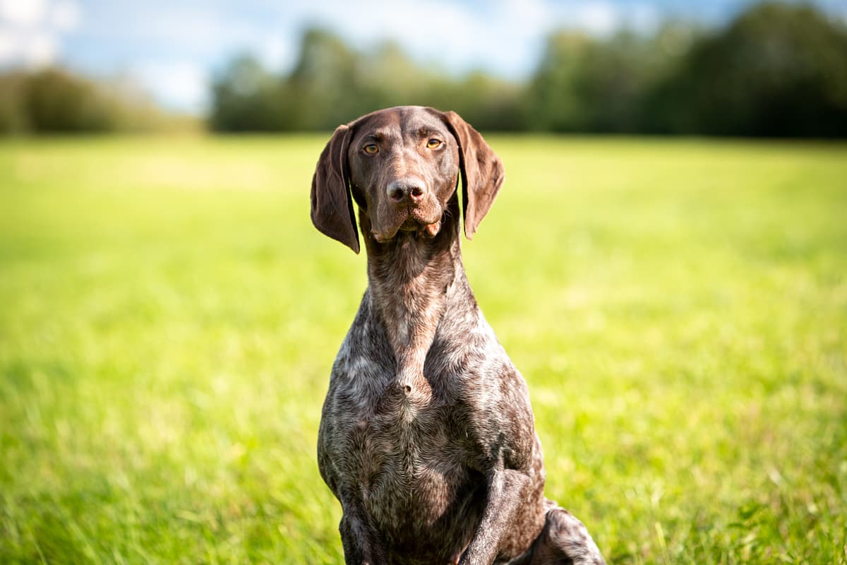 German Pointing Dog with family