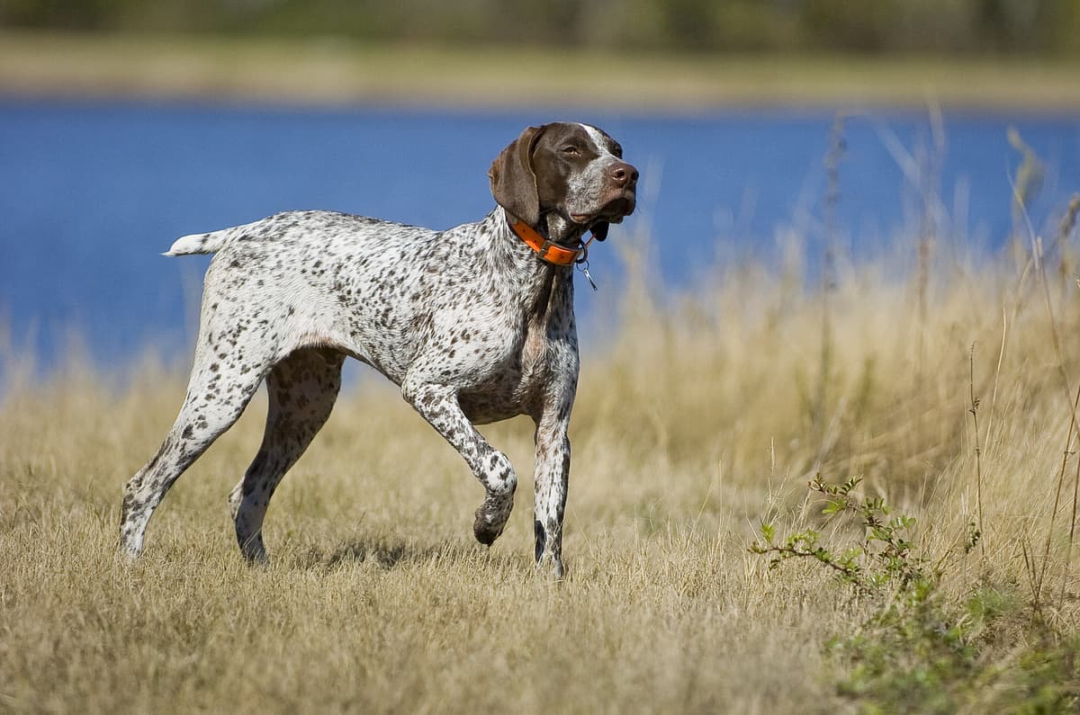 German Pointing Dog