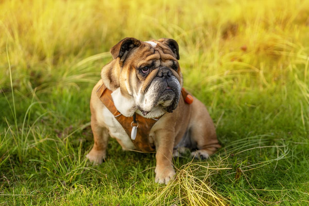 Engelse Bulldog