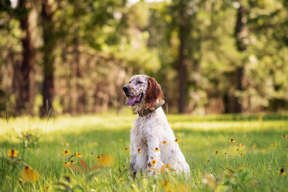 Engelse Setter