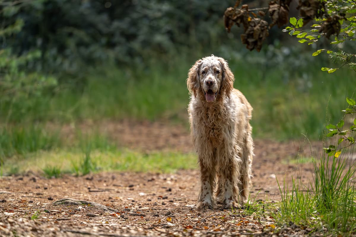 Engelse Setter