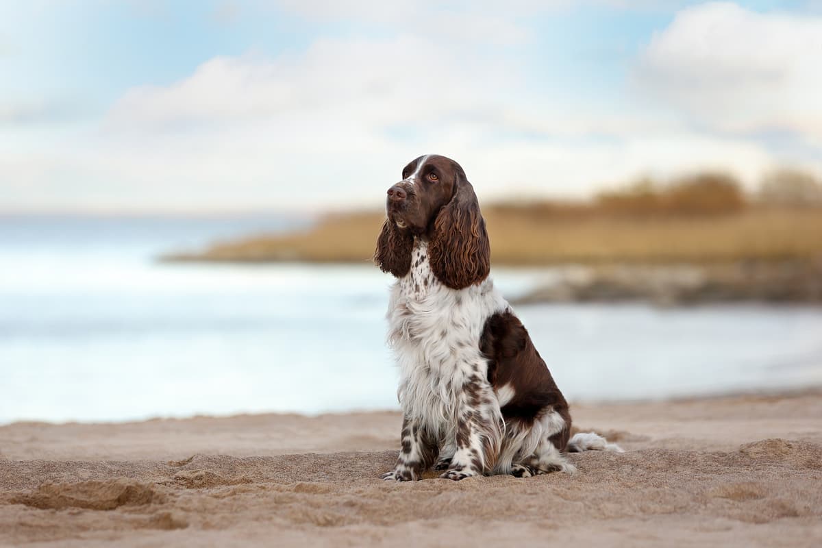 Engelse Springer Spaniel playing