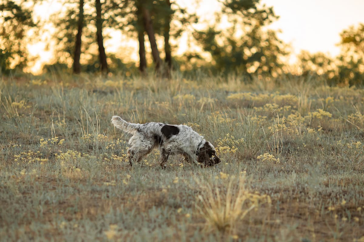 Engelse Springer Spaniel
