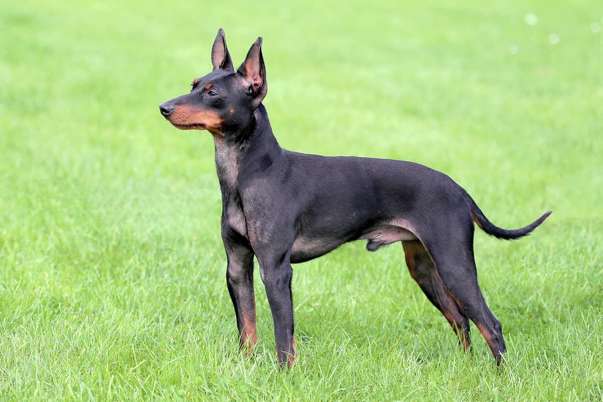 English Toy Terrier playing