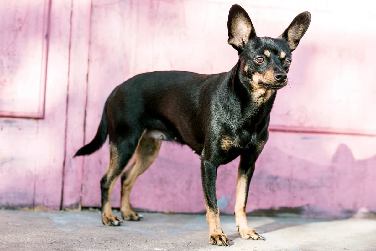 English Toy Terrier with family
