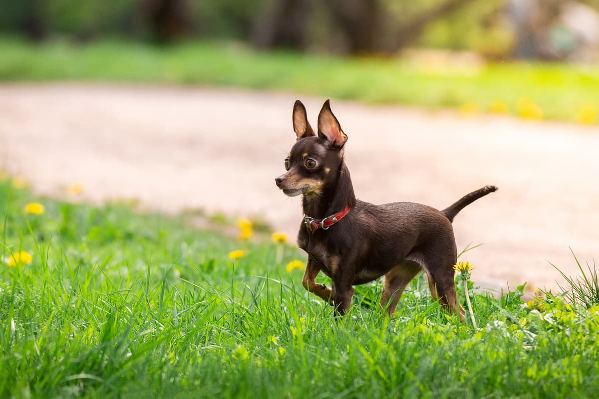English Toy Terrier