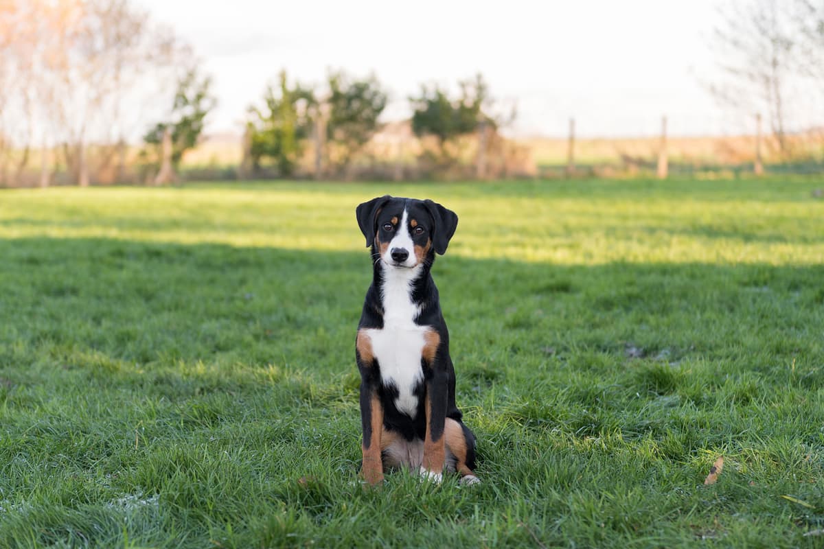 Entlebucher Mountain Dog