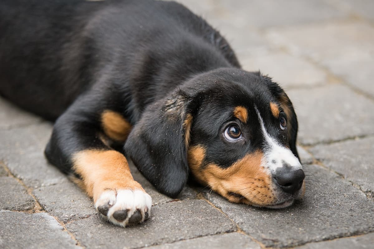 Entlebucher Mountain Dog playing