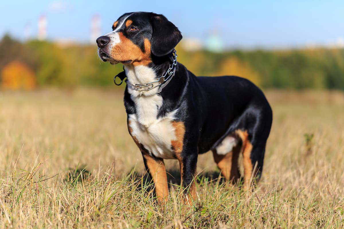 Entlebucher Mountain Dog with family