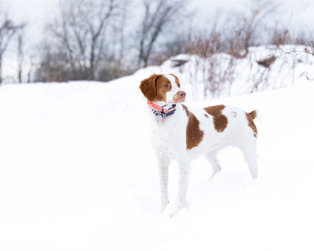 Brittany Spaniel
