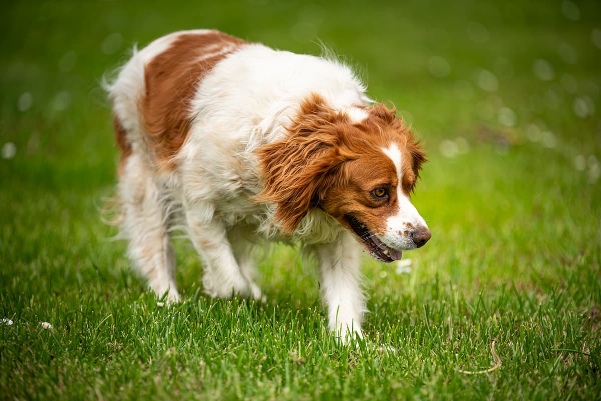 Brittany Spaniel playing