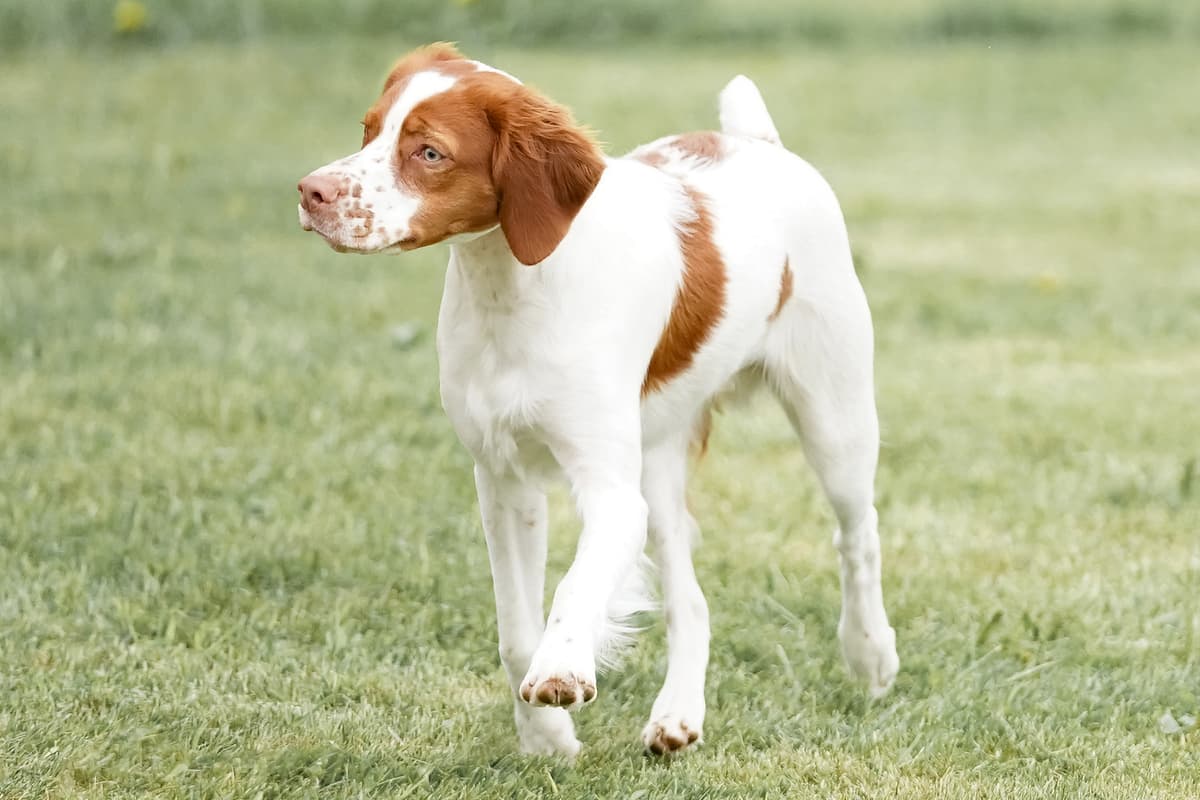 Brittany Spaniel with family