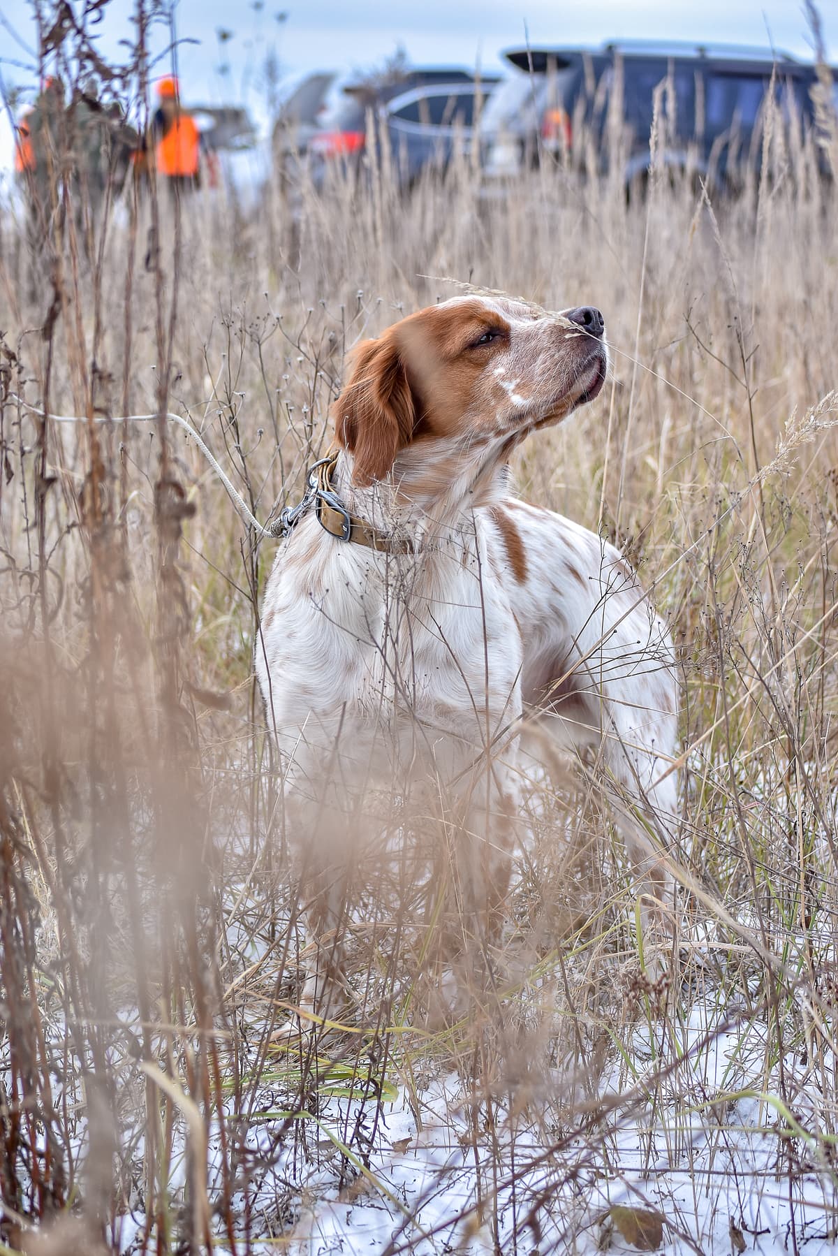 French Spaniel