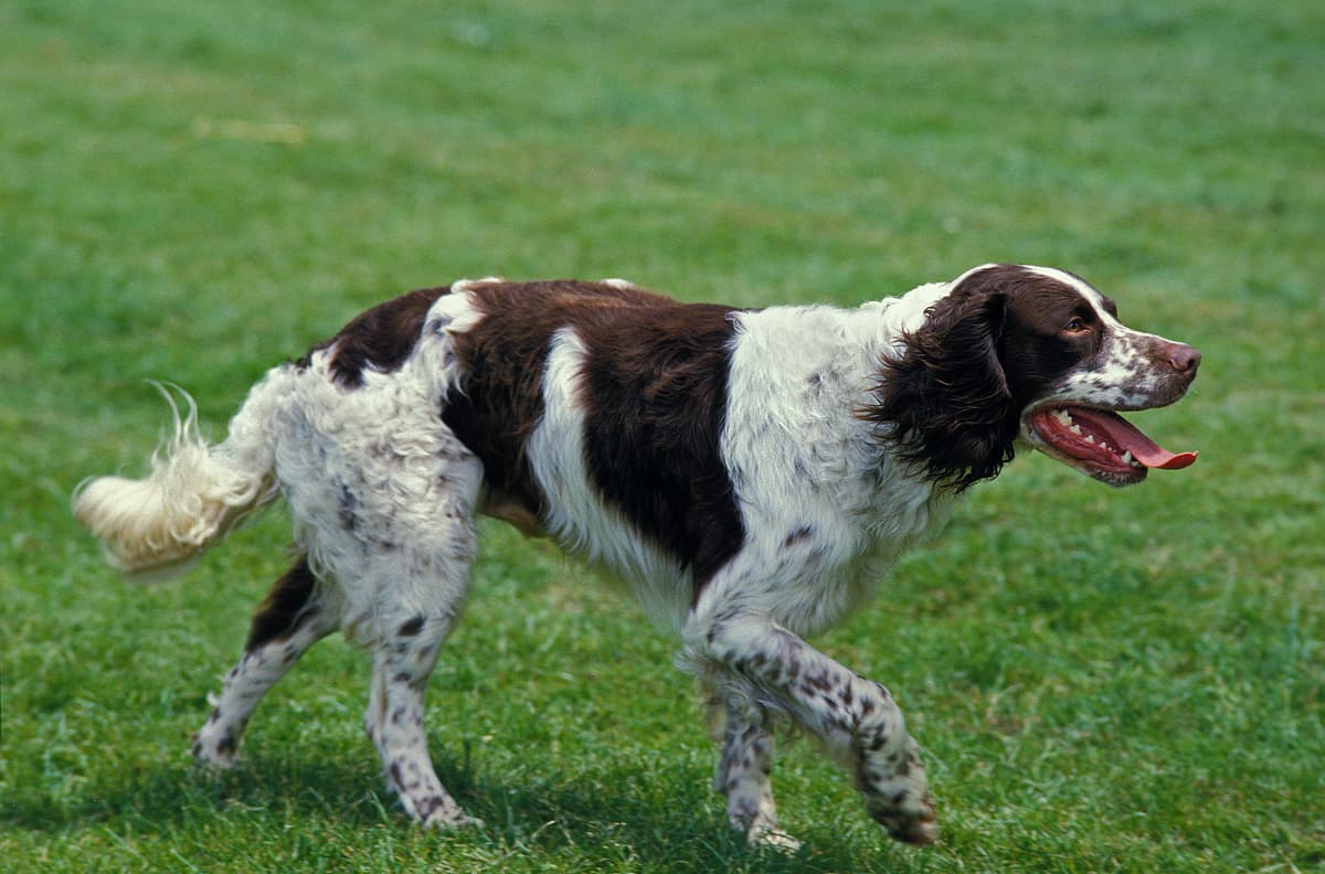French Spaniel playing