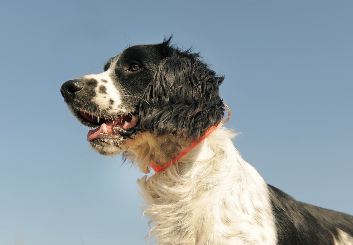 French Spaniel with family