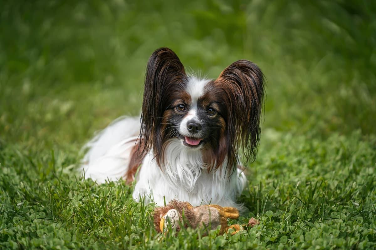 Epagneul Papillon