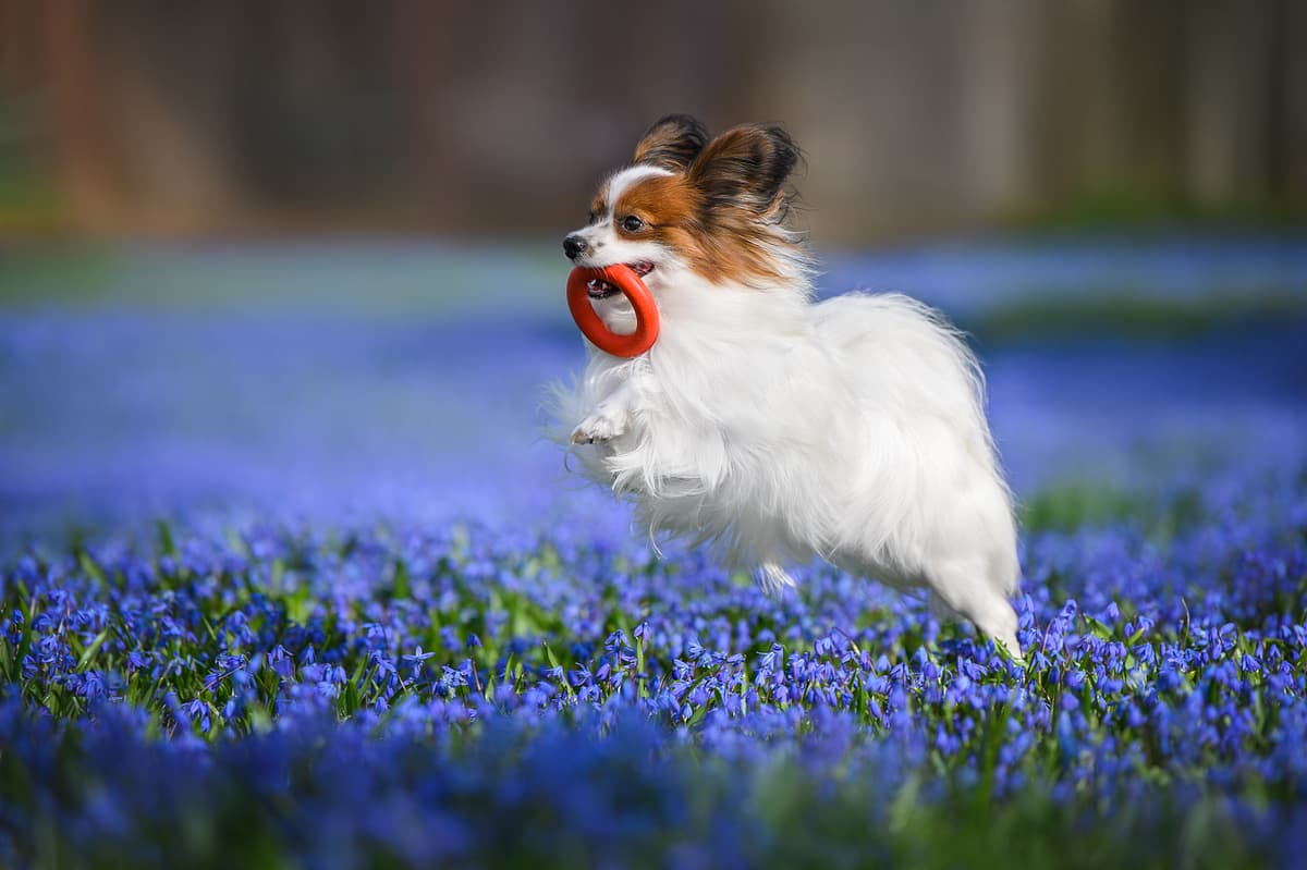 Epagneul Papillon playing