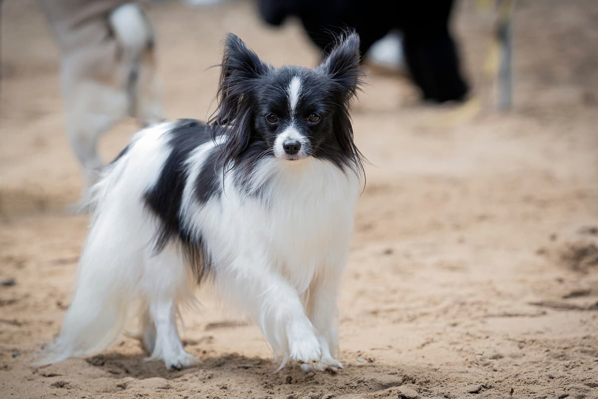 Epagneul Papillon with family