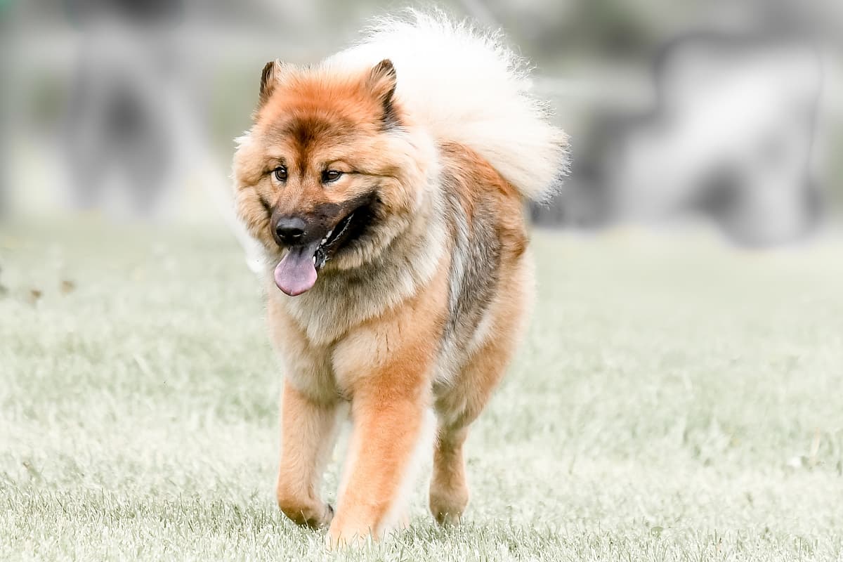 Eurasier playing
