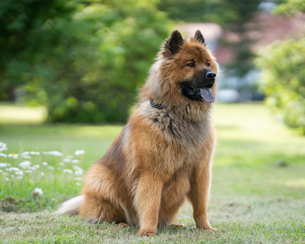 Eurasier with family