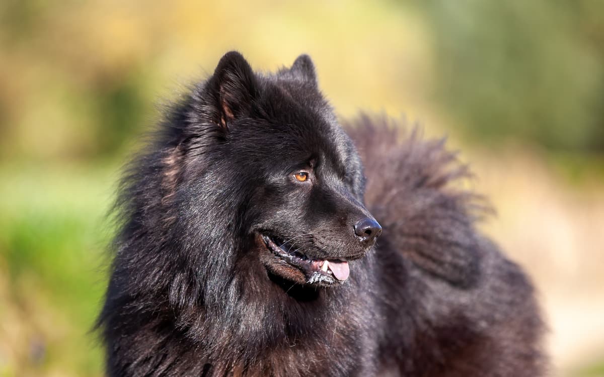Eurasier