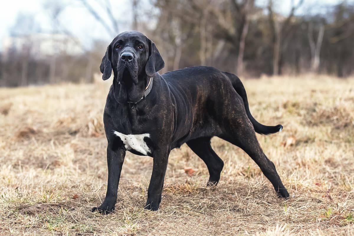 Fila Brasileiro playing