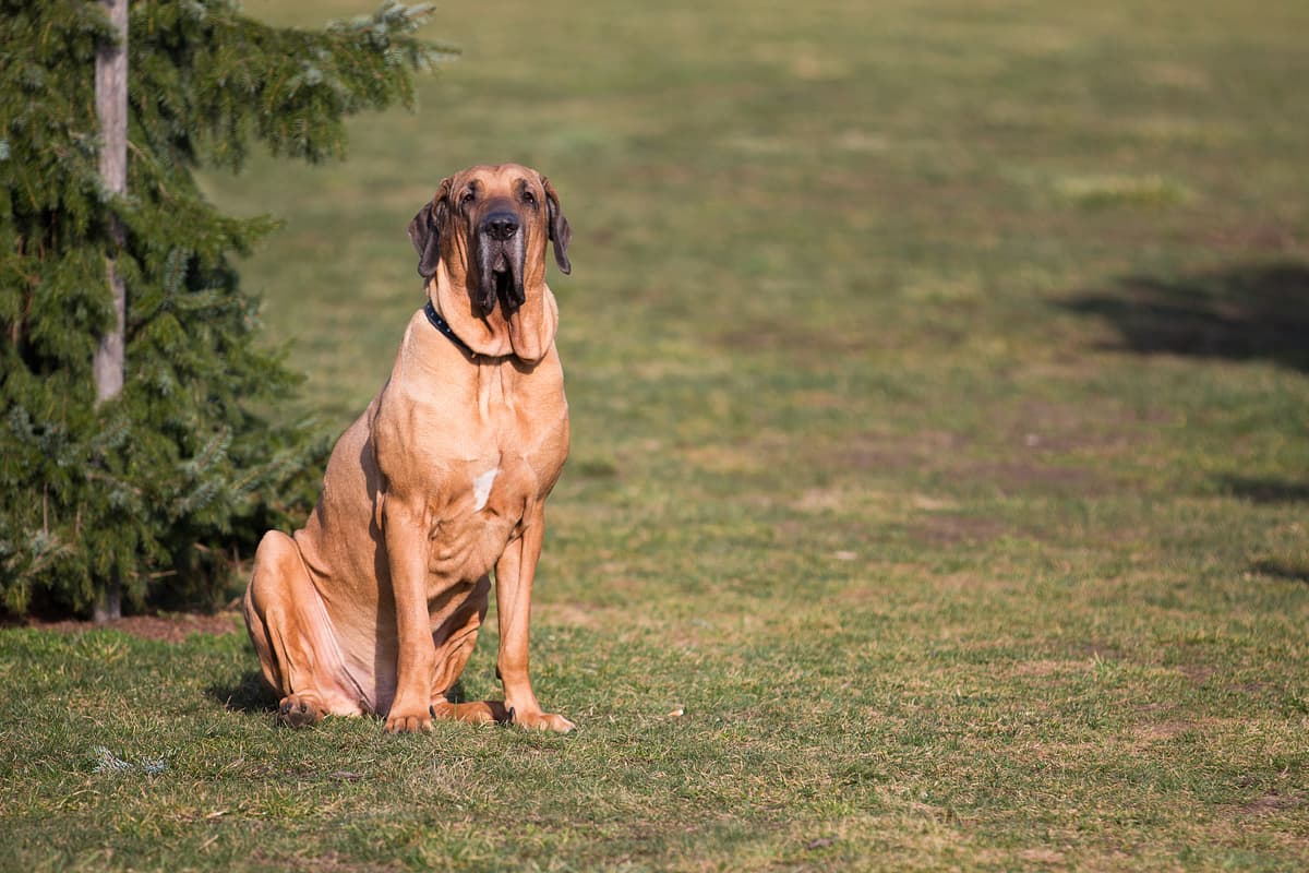 Fila Brasileiro with family