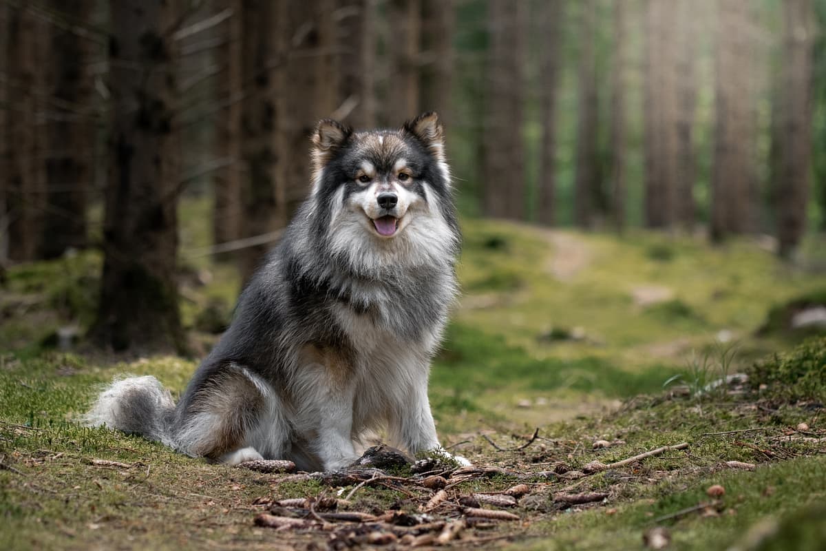 Finse Lappenhond