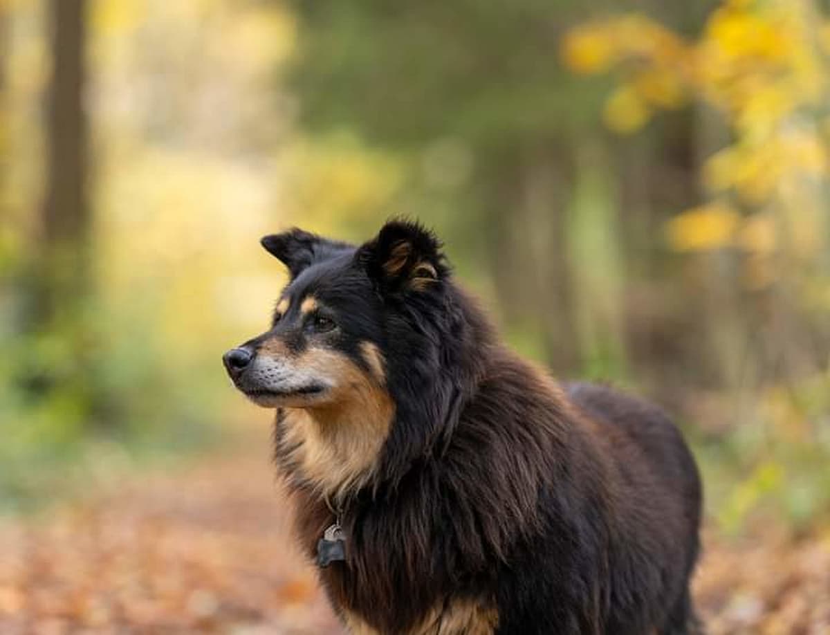 Finse Lappenhond playing