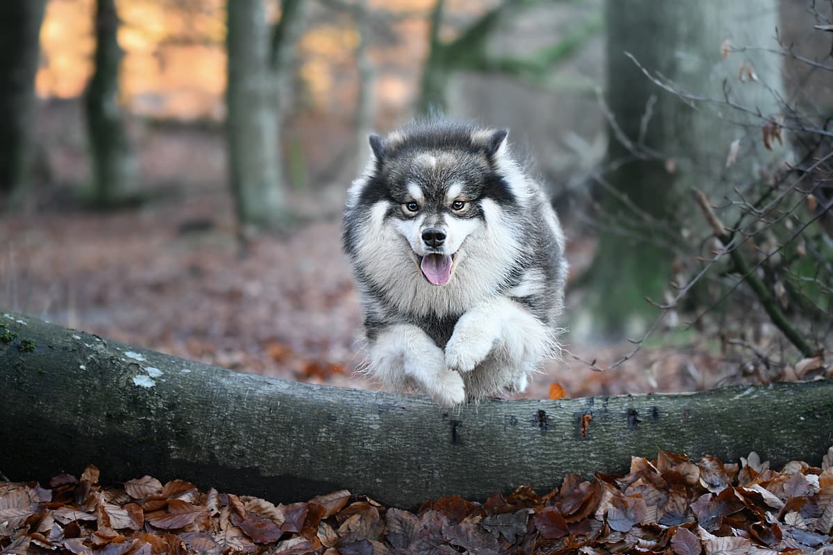 Finse Lappenhond with family